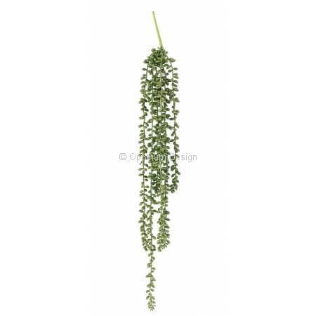 Crassula collier