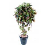 Croton 110, 150 et 180 cm