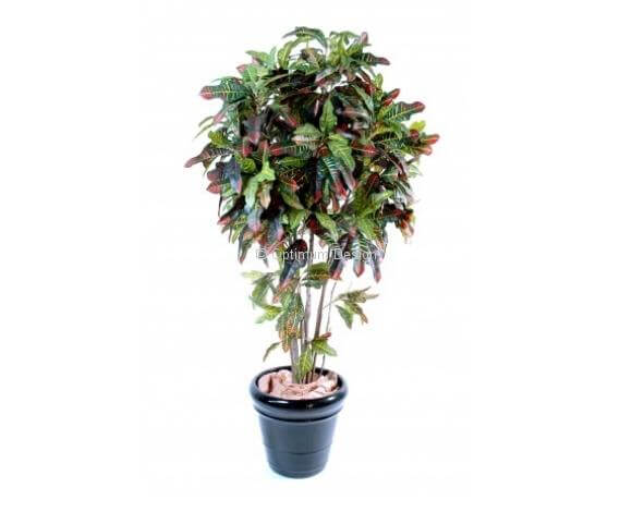 Croton 110, 150 et 180 cm