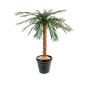 Cycas palm tronc bois 140 cm