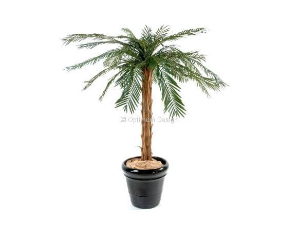 Cycas palm tronc bois 140 cm