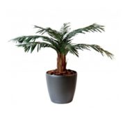 Cycas palm tronc bois 80 cm