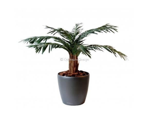Cycas palm tronc bois 80 cm