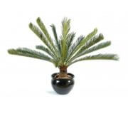 Cycas géant en pot 100 cm