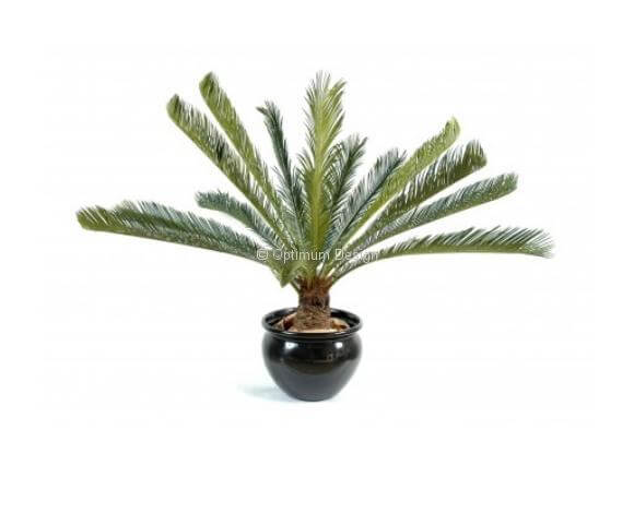 Cycas géant en pot 100 cm