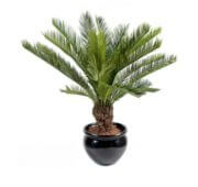 Cycas tronc bois en pot 90 et 100 cm