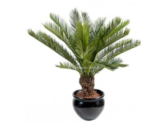Cycas tronc bois en pot 90 et 100 cm