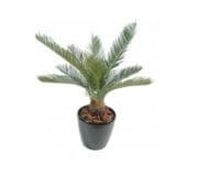 Cycas mini en pot 65 cm