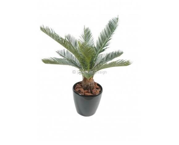 Cycas mini en pot 65 cm