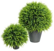 Cyprès boule verte
