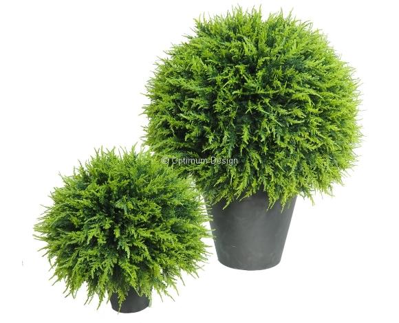 Cyprès boule verte
