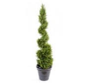 Cyprès jardinière spirale vert 130 et 160 cm