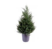 Cyprès jardinière vert 65, 105, 135 et 160 cm