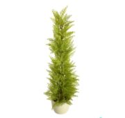 Cyprès vert et blanc en pot 90 cm