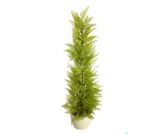 Cyprès vert et blanc en pot 90 cm