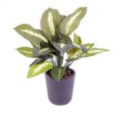 Dieffenbachia 40 cm