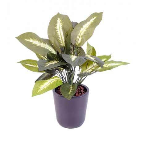 Dieffenbachia 40 cm