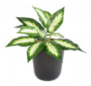 Dieffenbachia mini 30 cm
