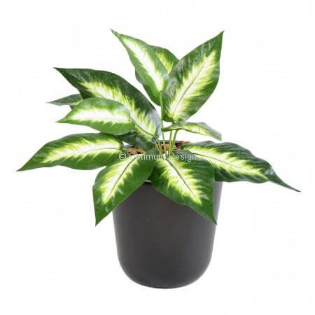 Dieffenbachia mini 30 cm
