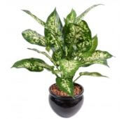 Dieffenbachia vert crème en pot 51cm