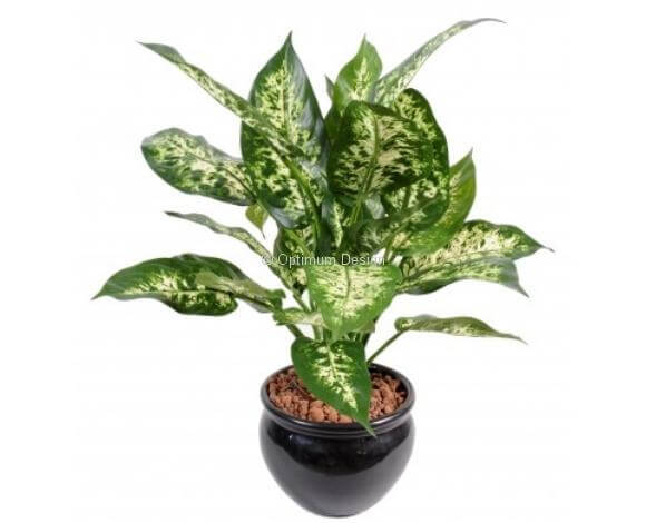 Dieffenbachia vert crème en pot 51cm
