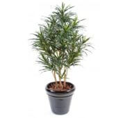 Dracaena en pot 125, 155 et 180 cm