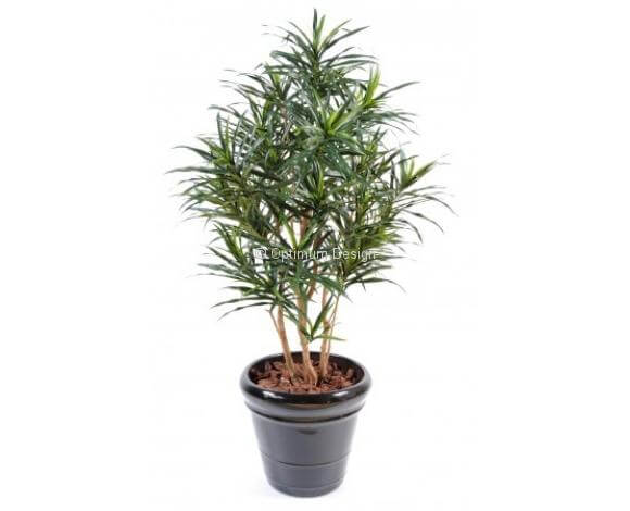 Dracaena en pot 125, 155 et 180 cm