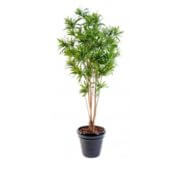 Dracaena buisson vert 160 et 180 cm