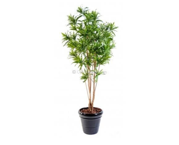 Dracaena buisson vert 160 et 180 cm