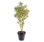 Dracaena buisson vert panaché 160 et 180 cm