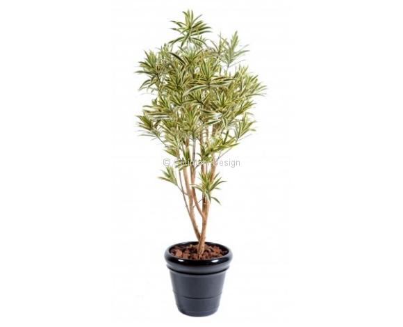 Dracaena buisson vert panaché 160 et 180 cm