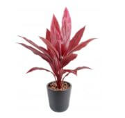 Dracaena cordyline rouge 60 cm