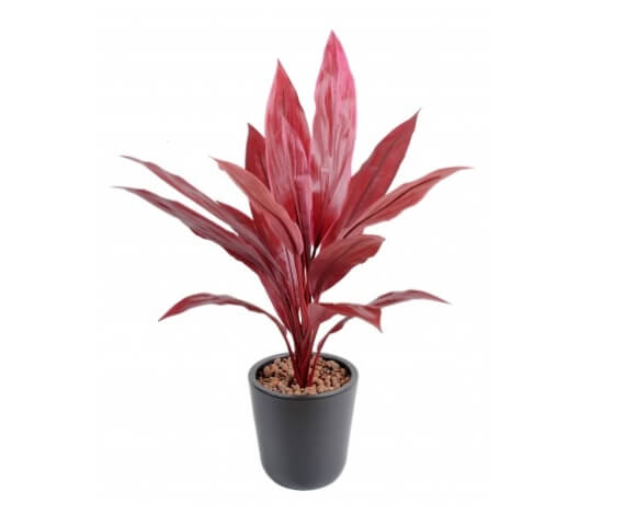 Dracaena cordyline rouge 60 cm