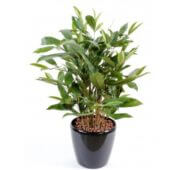 Dracaena surculosa