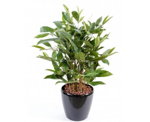 Dracaena surculosa