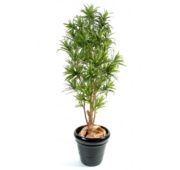 Dracena relax 110, 150 et 180 cm