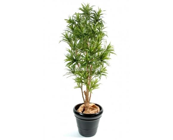 Dracena relax 110, 150 et 180 cm