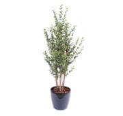 Eucalyptus baies 130 cm