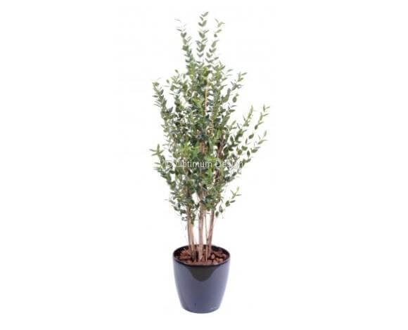 Eucalyptus baies 130 cm