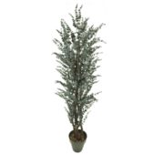 Eucalyptus gris 