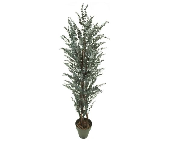 Eucalyptus gris 