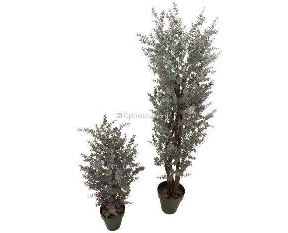 Eucalyptus lavande