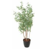 Eucalyptus multi baies 160 cm
