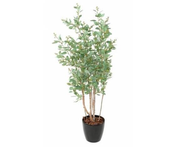 Eucalyptus multi baies 160 cm
