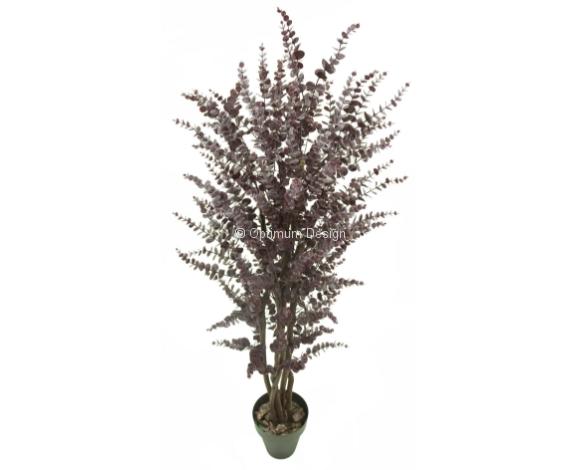 Eucalyptus rouge