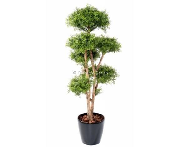Eucalyptus six têtes