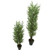 Eucalyptus vert