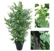 Eucalyptus vert en pot 65 cm