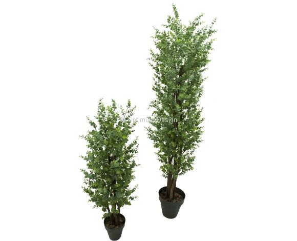 Eucalyptus vert