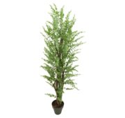 Eucalyptus vert clair